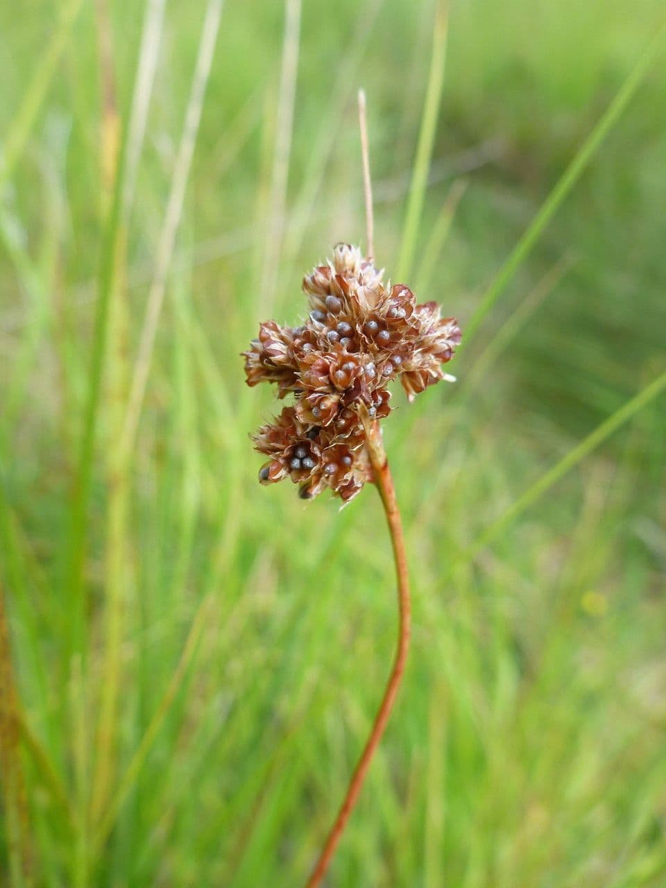 Luzule condensée 8