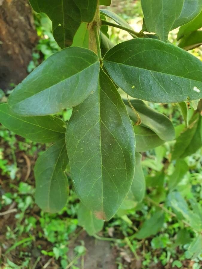 Maerua triphylla 9