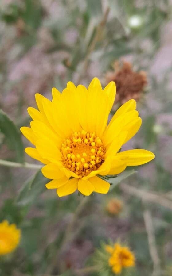 Grindelia