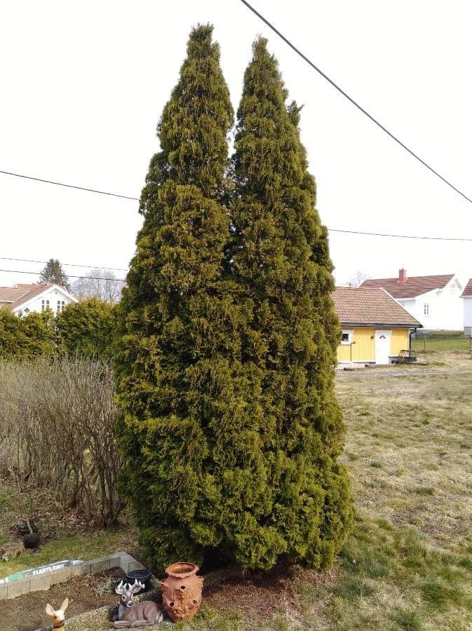 Northern white-cedar 11