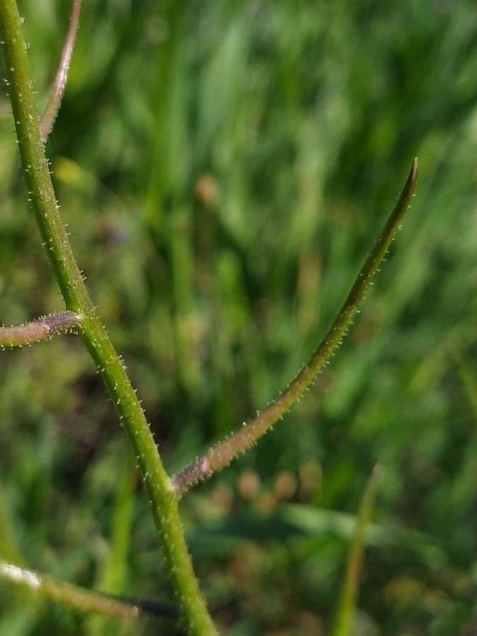 Chorispora
