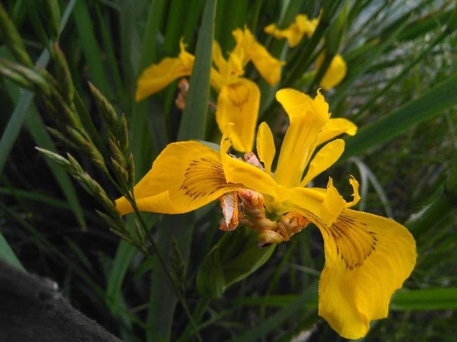 Sumpf-Schwertlilie 6