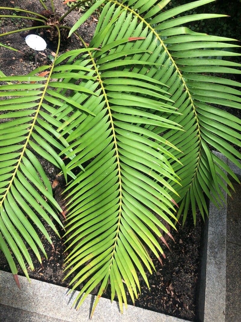 Cycad 4
