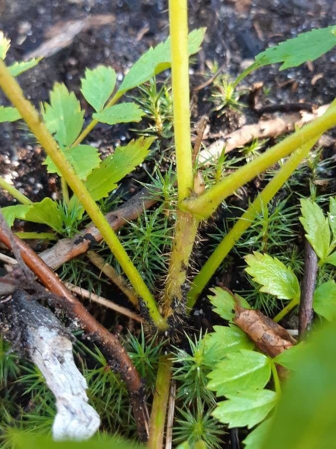 Aralia 21