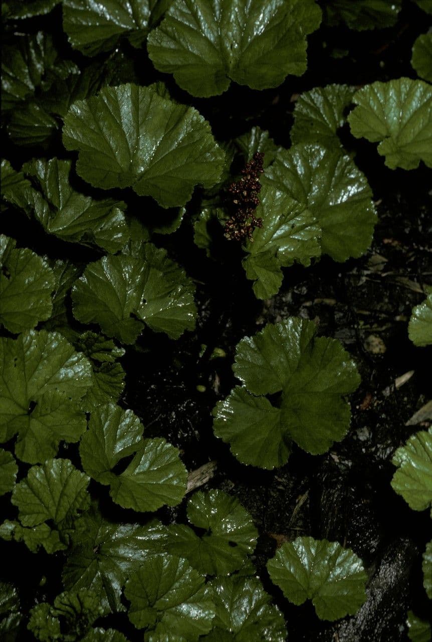Magellan-Gunnera 2