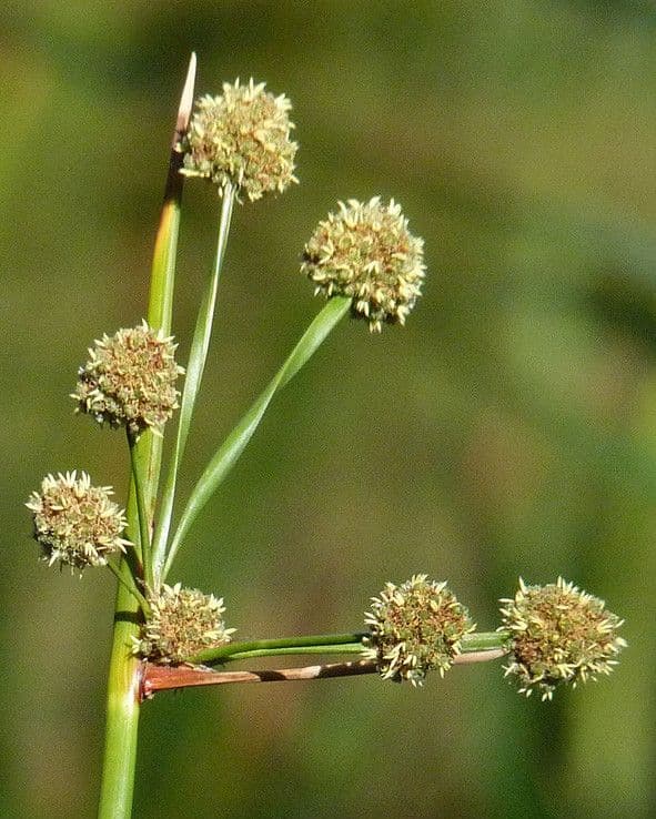 Kugelbinse 3