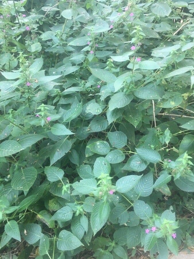 Ruellia 8