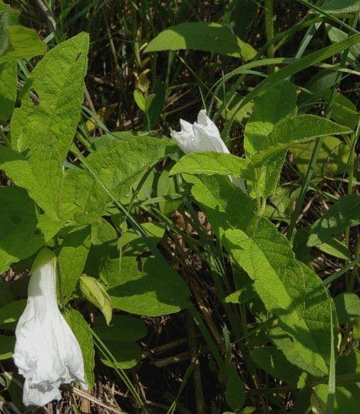 Calystegia spithamaea 6