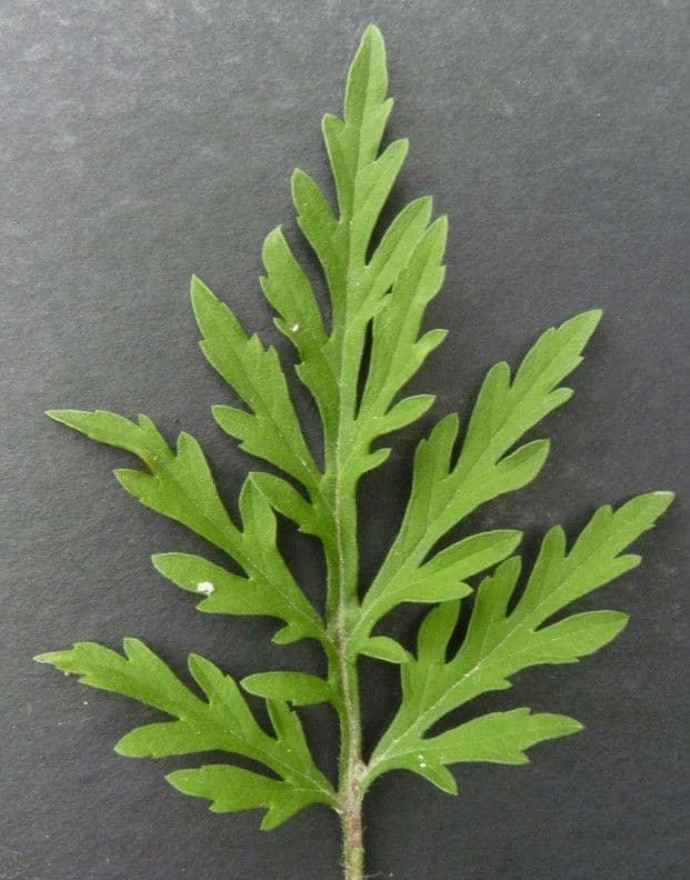 Ambrózia palinolistá 30