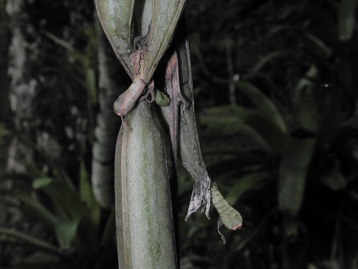 Gongora 21