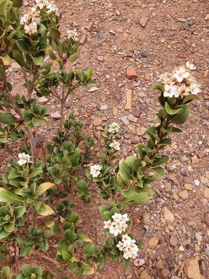 Lysimachia mauritiana 7