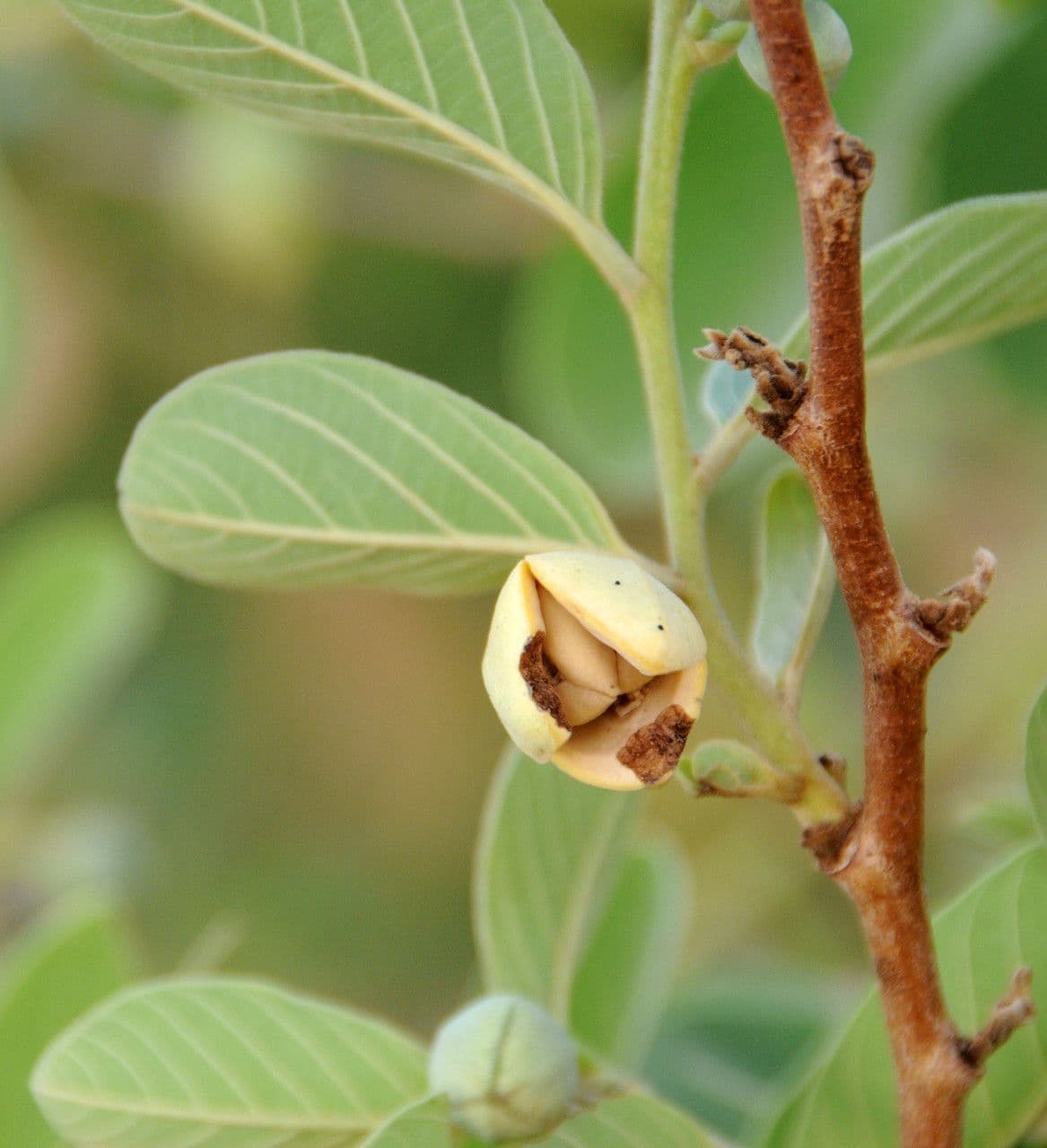 Annona senegalensis