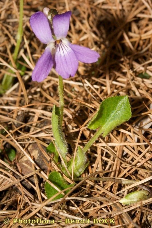 Viola dei colli 8