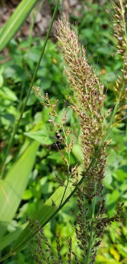 Codolina solcata