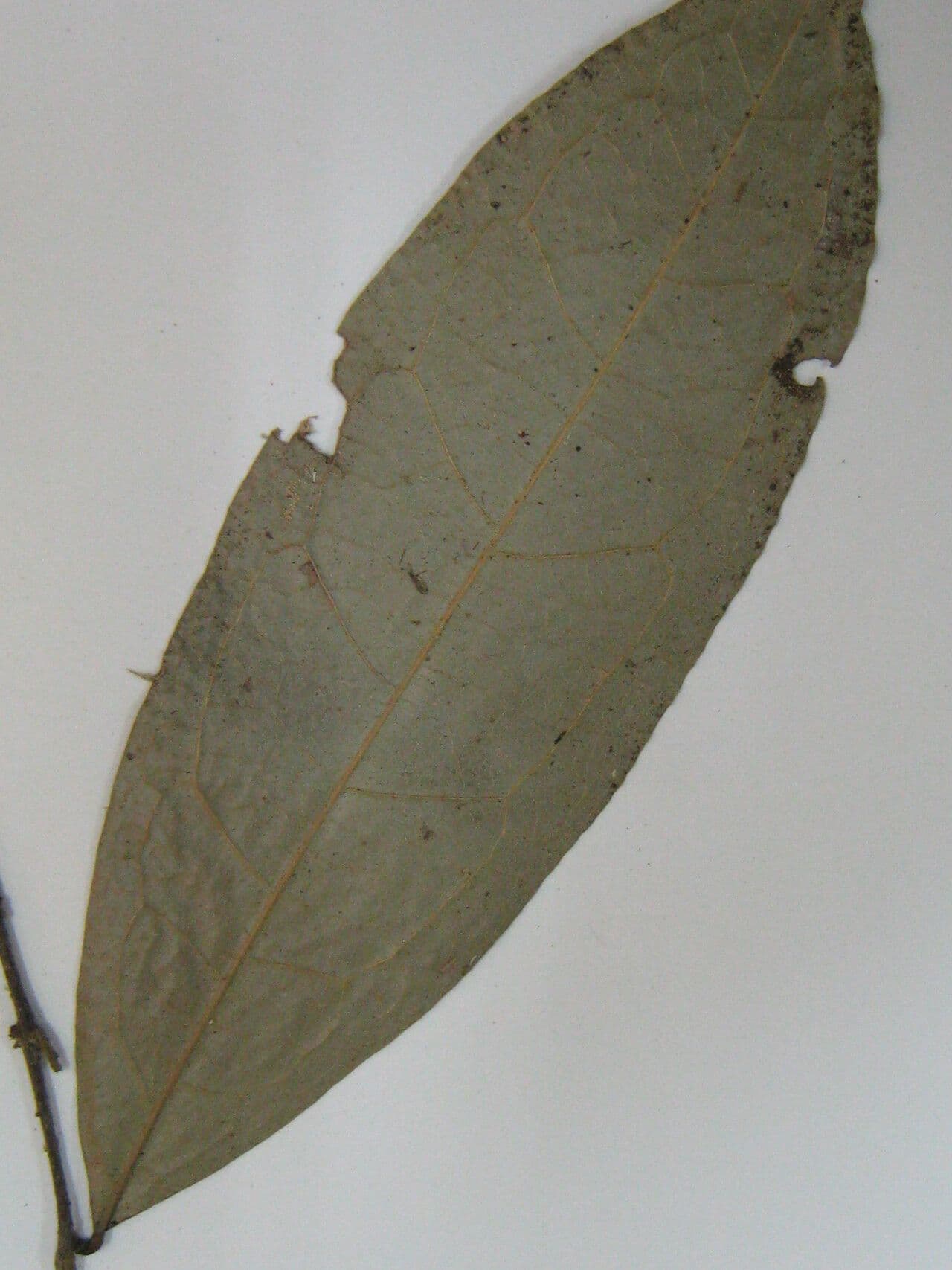 Duguetia 4