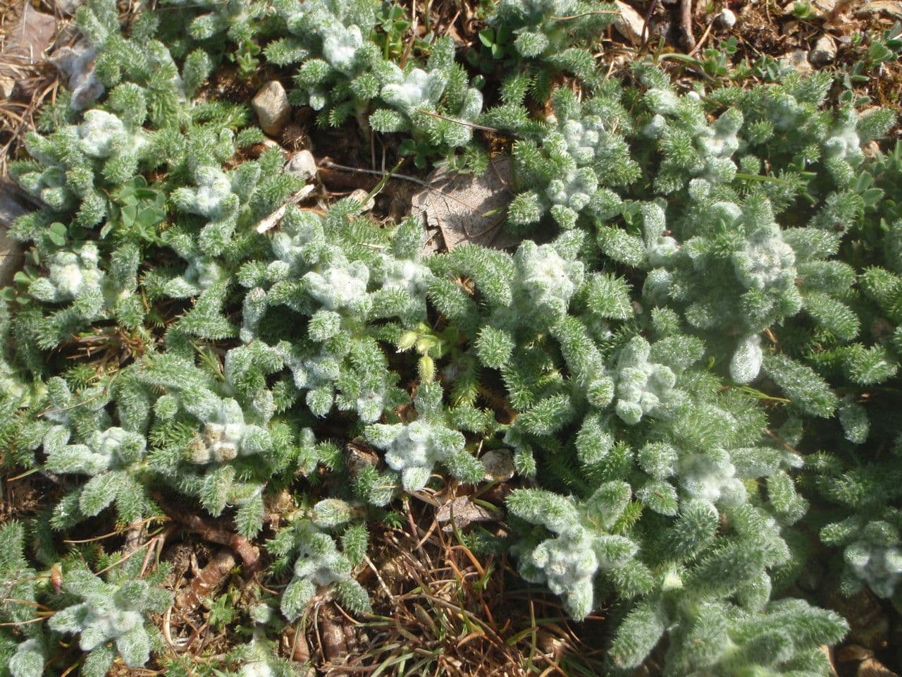 Achillea tomentosa 11