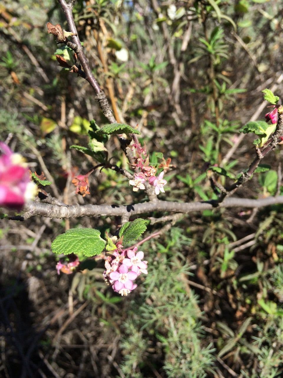 Ribes malvaceo
