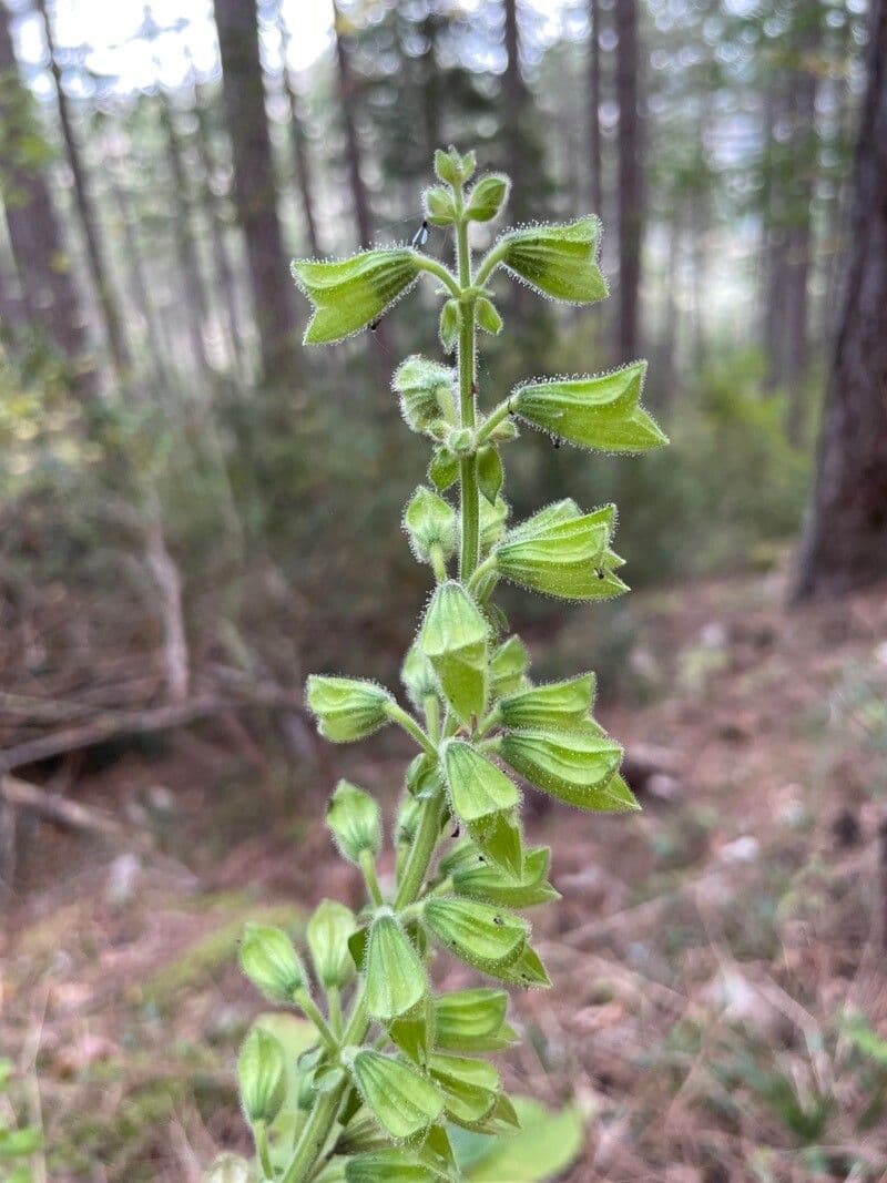 Salvia vischiosa