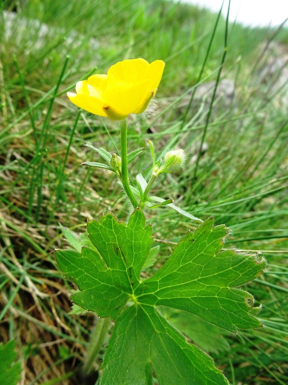 Gold-Hahnenfuß 29