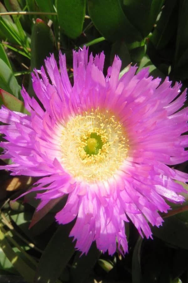 Carpobrotus del Cile