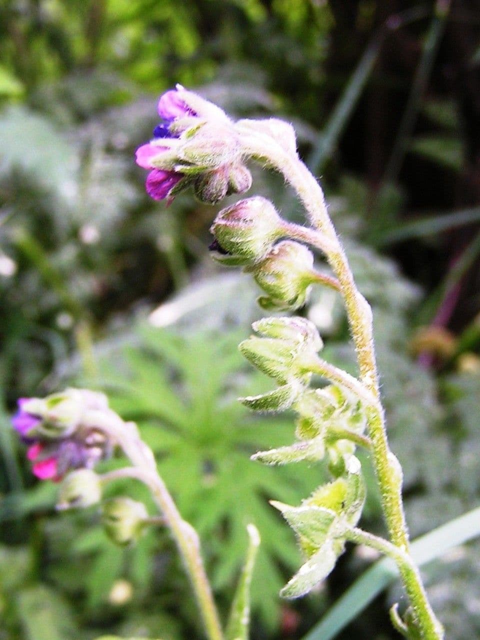 Cynoglossum dioscoridis 6