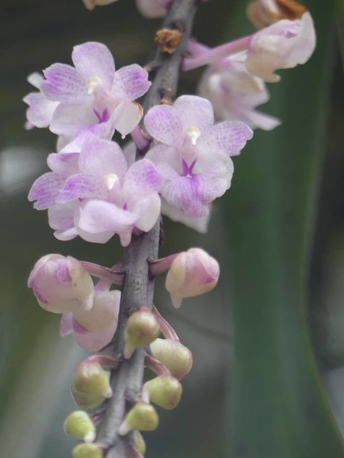 Fuchs-Orchidee 4