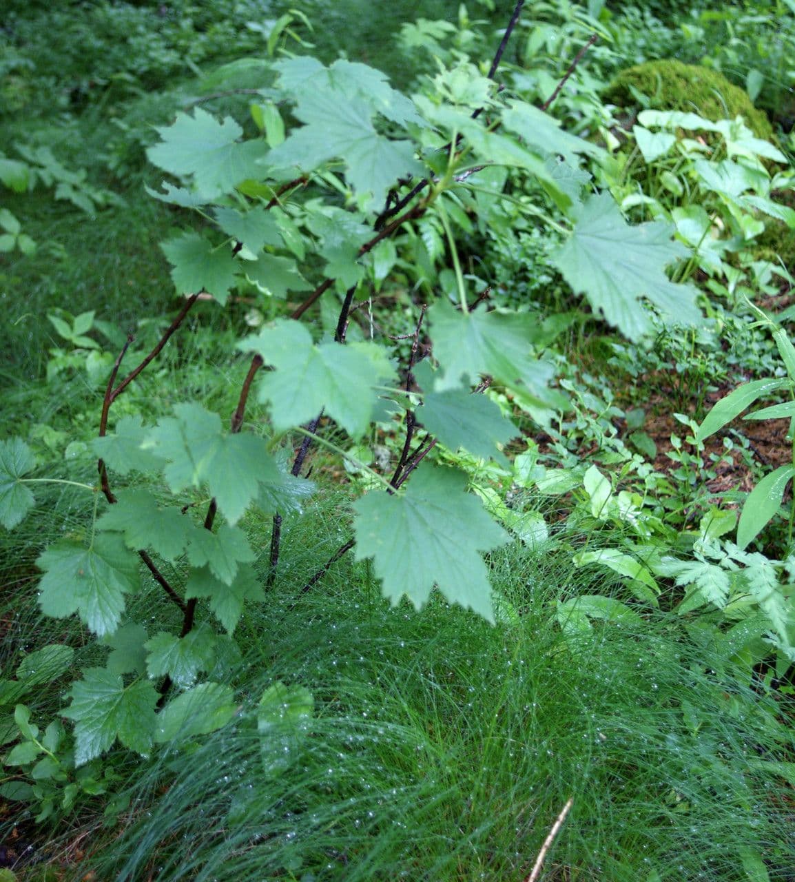 Ribes petraeum 13