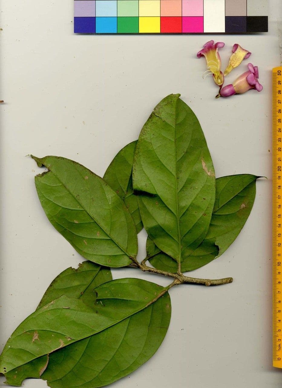 Schlegelia 19