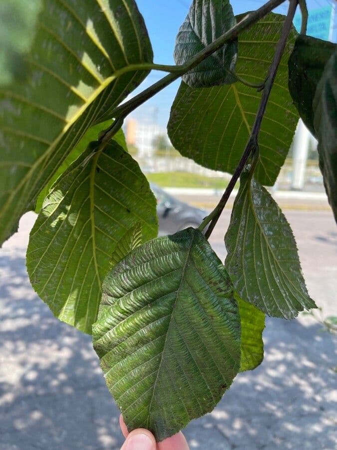Ontano Acuminato 10