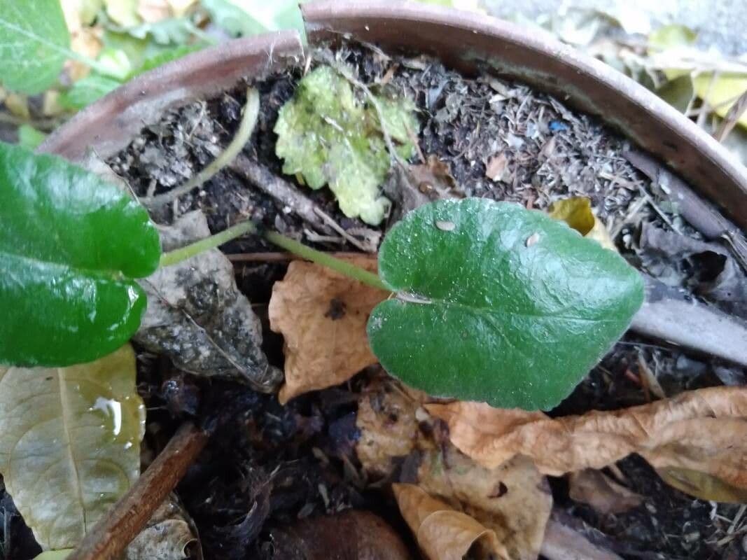 Dorstenia 3