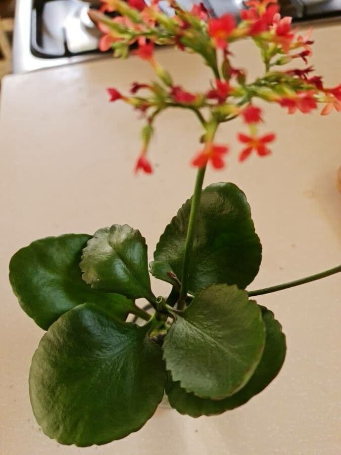 Kalanchoe 11