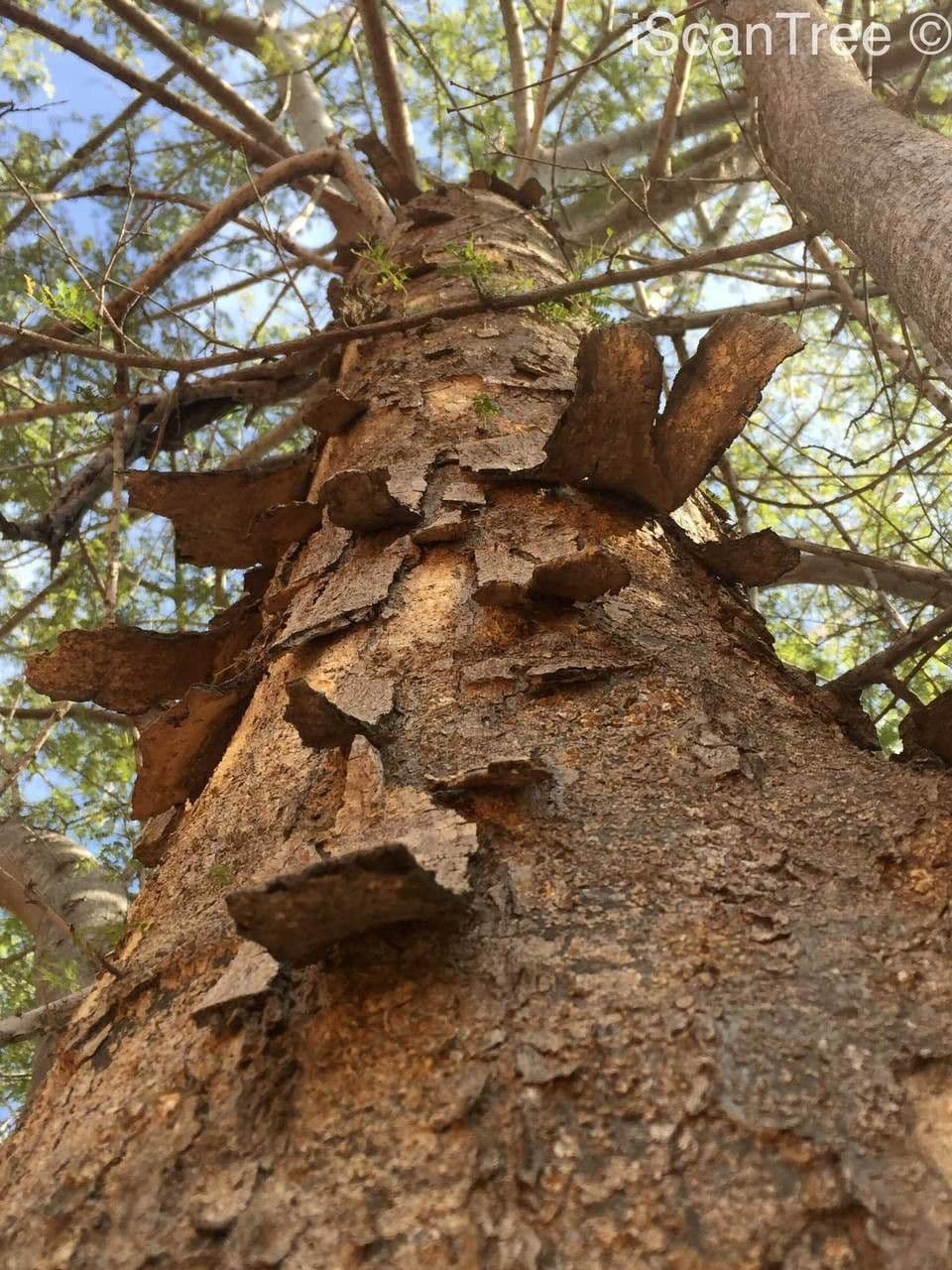 Albizia 17