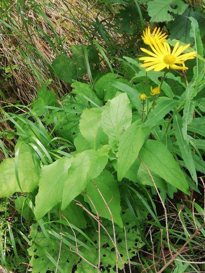 Doronicum austriacum 10