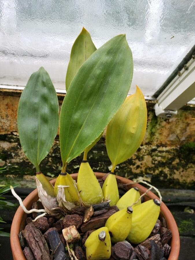Bifrenaria 2