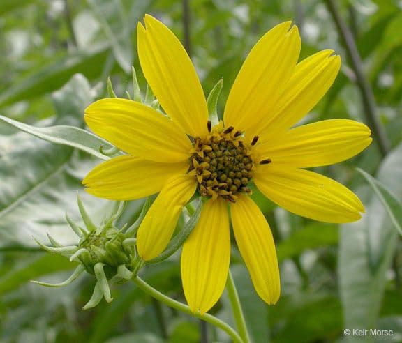 Girasole della California 4