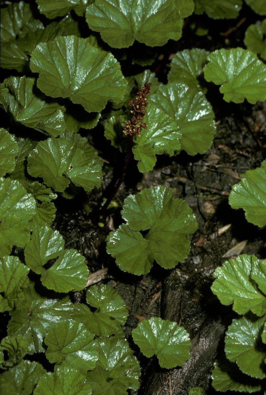 Magellan-Gunnera 3