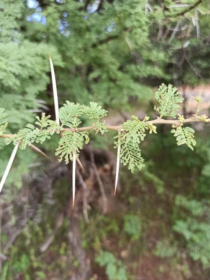 Acacia tortuosa 20