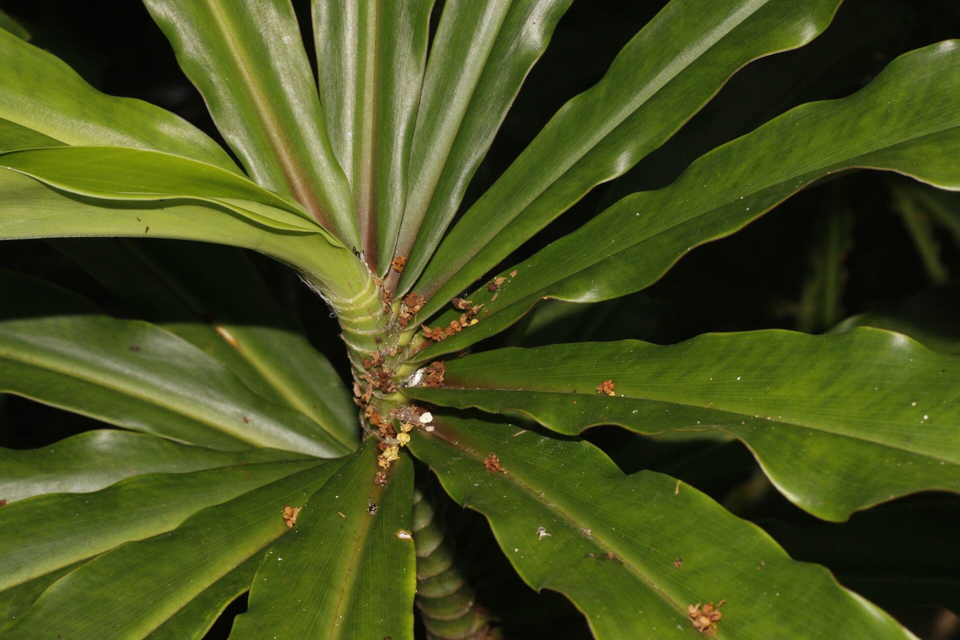 Dimerocostus 2