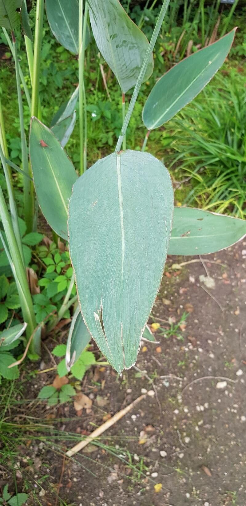 Thalia dealbata 12