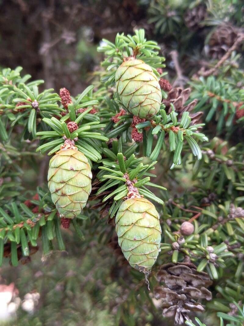 Tsuga diversifolia