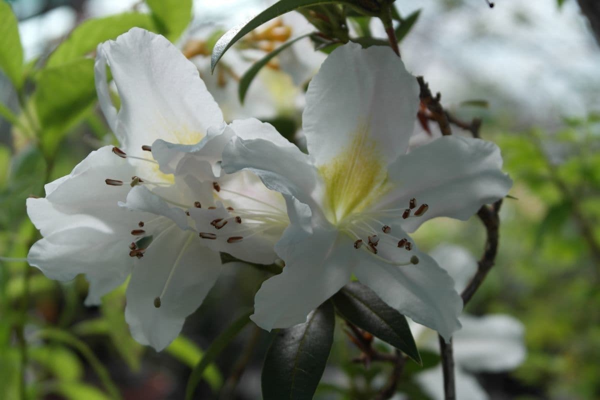 Rododendro