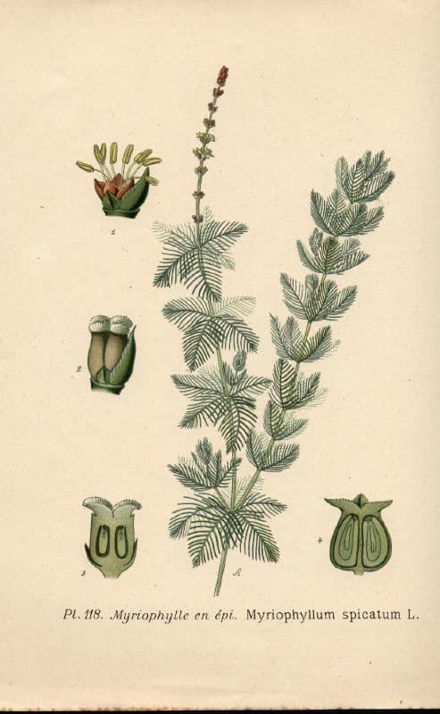 Ähriges Tausendblatt 30