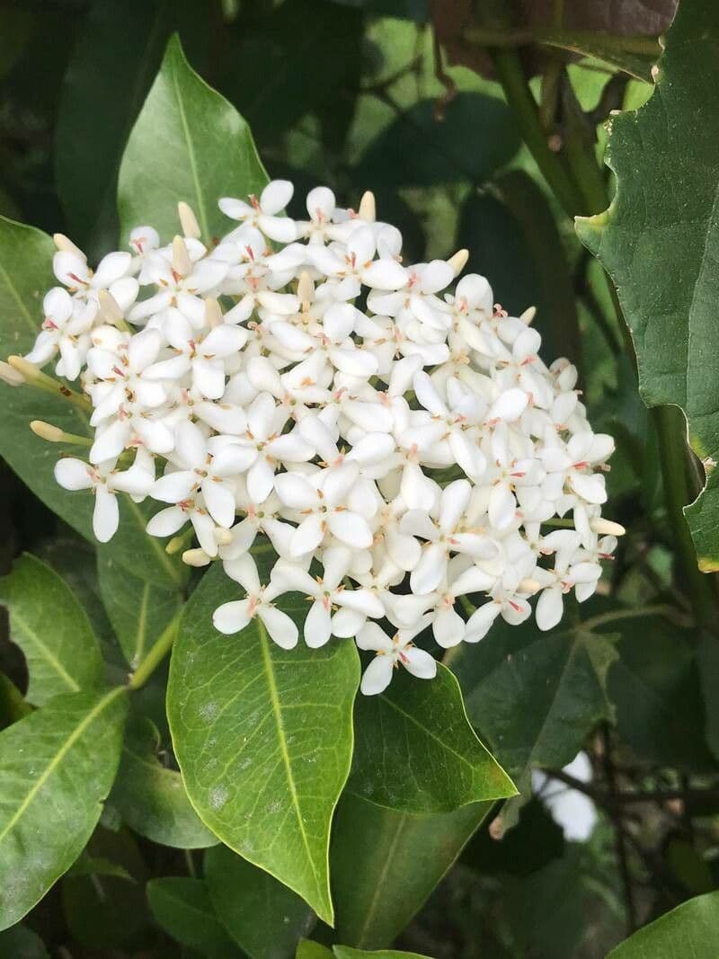Ixora 9