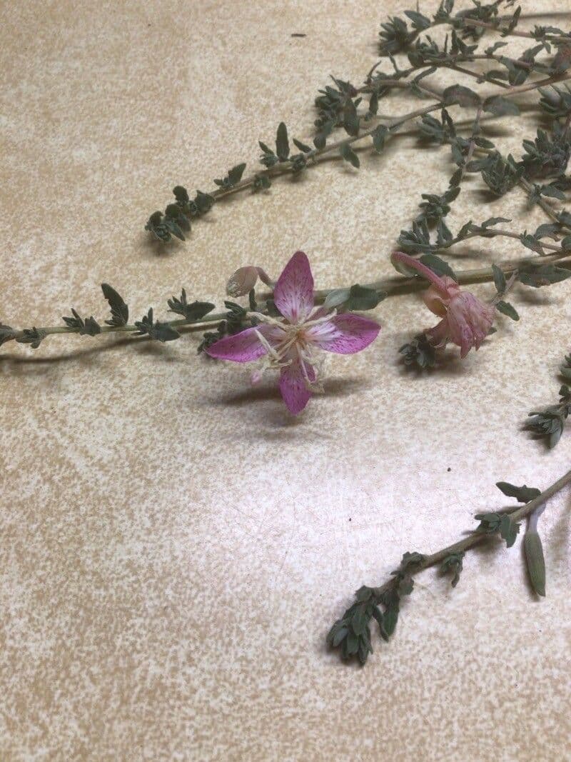 Silene 6