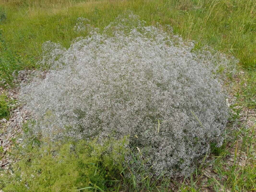 Gipsofila paniculada 15
