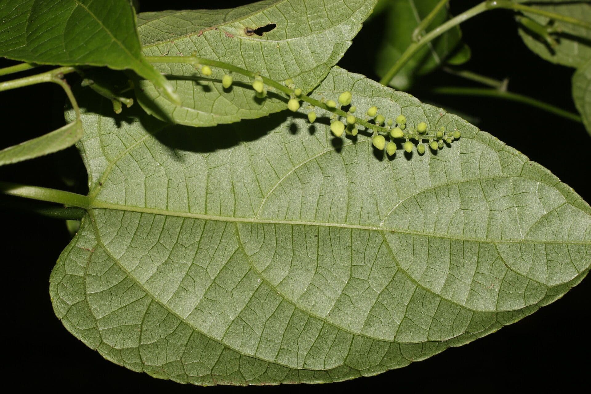 Plukenetia 5