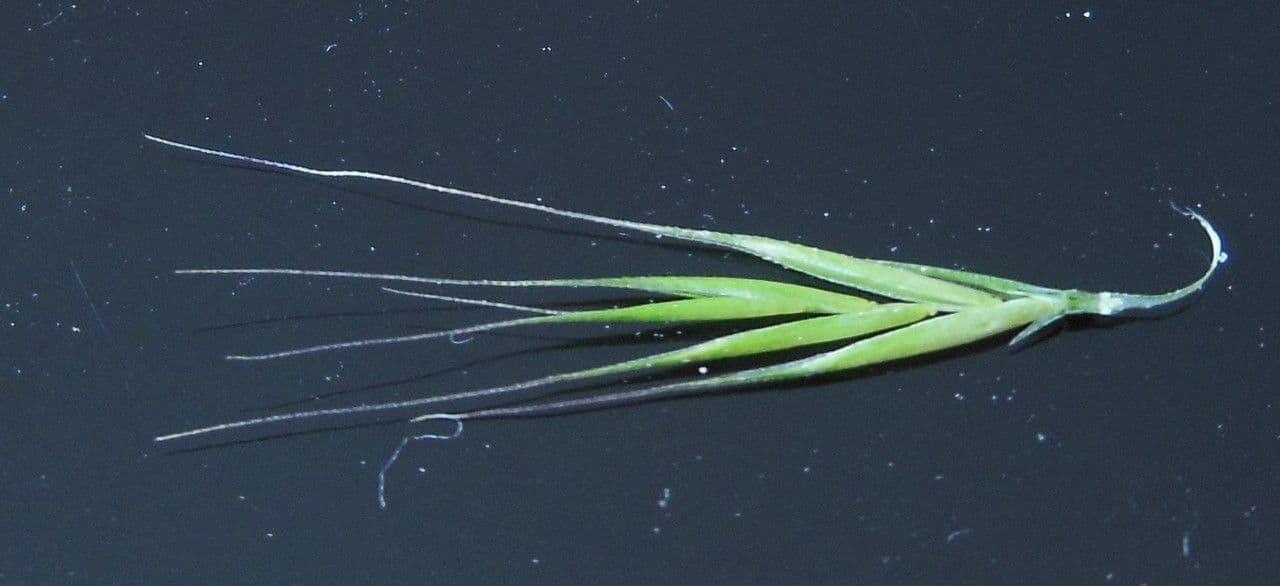 Vulpia 28