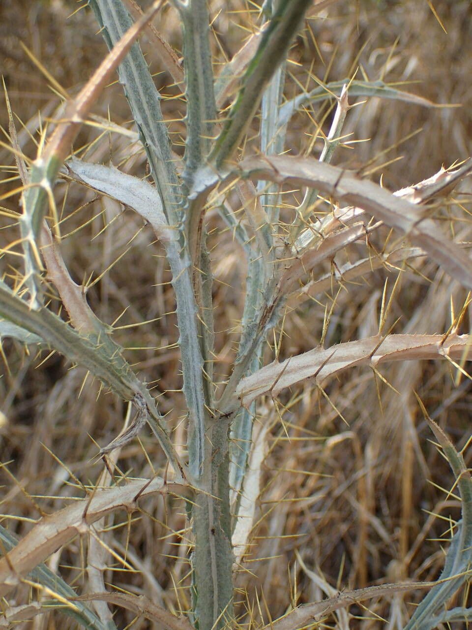 Picnomon acarna 21