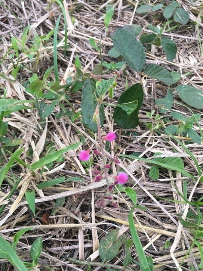 Desmodium 7