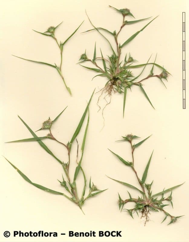 Sporobolus 25